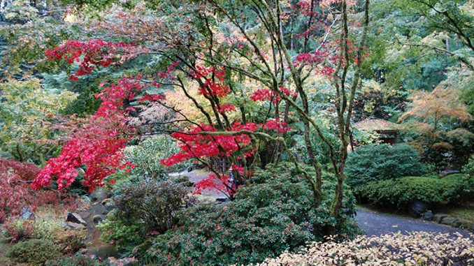 Japanese Garden 2