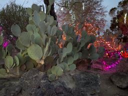 30th Annual Holiday Cactus Garden Lights