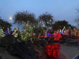 30th Annual Holiday Cactus Garden Lights