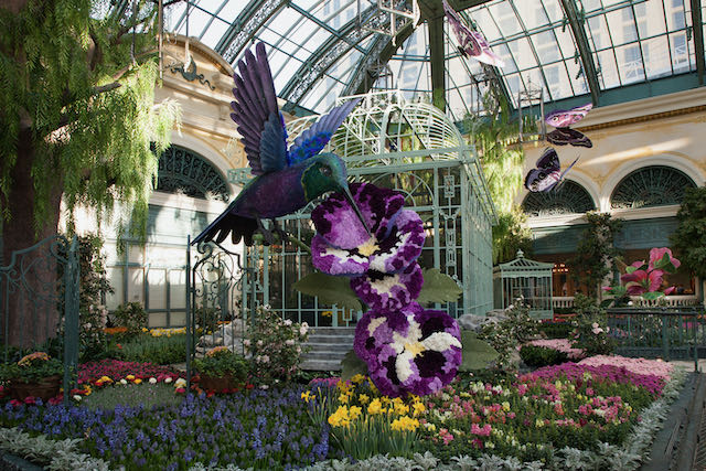 Bellagio Conservatory and Botanical Gardens in Las Vegas blossoms